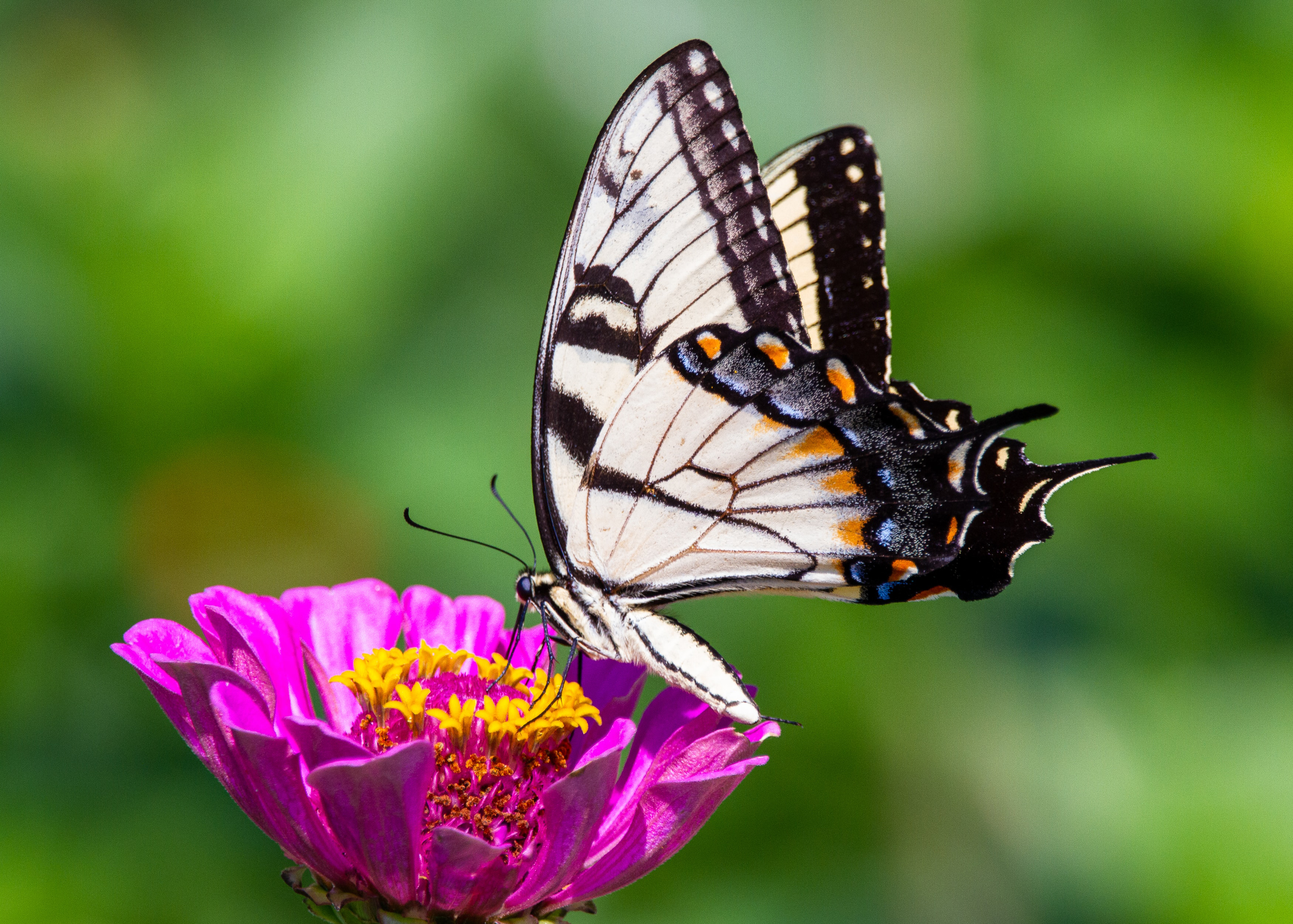 Butterfly on a flower